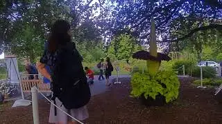 Carolus Opening (2017)