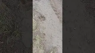 Медведь у деревни. 23.04.2024