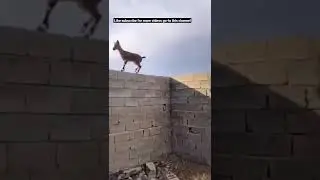 A goat ride in walls #shorts