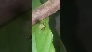 Never shown: spouse plant bug eps2