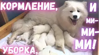 Уборка, кормление и МИ-МИ-МИ!🐶