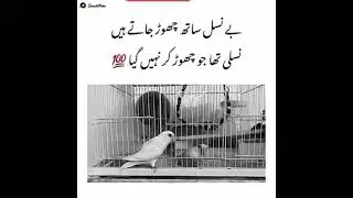 Wafadar ki wafa #lesson #trurlinesonlife #love #support #viral