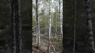 звуки природы