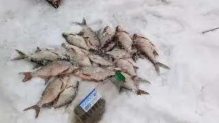 Белоярка Насосная,отличный клёв.