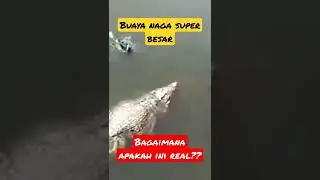 viral video buaya naga super besar. warganet merinding! 
