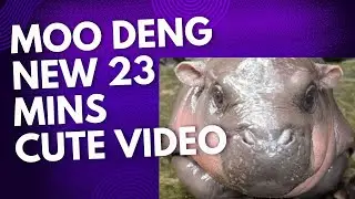Moo Deng New 23 Mins Mixed Video #newsdigests #viralnews #hippo #cute