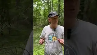 Insekter kryper opp av bakken og ut av sin egen rygg!