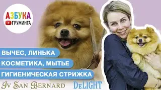 Груминг шпица - мытье, вычесывание, колтуны, маска и линька. Гигиеническая стрижка.