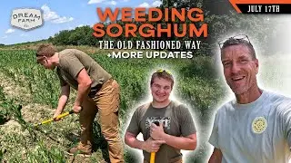Updates: Sorghum, Wild Apples, Unique Plot Blend | Dream Farm w/ Bill Winke