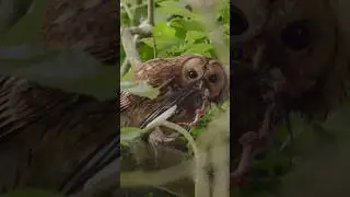 Stunning tawny owl enjoying her dinner