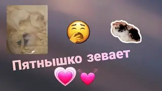 хомяк зевнул // кемпбелла //гибрид