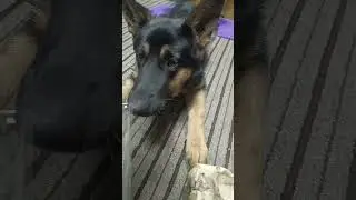 #shorts заведите собаку говорили они весело будет 😂🤣😂😂😂😂