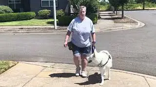 Rylee leash training part 1
