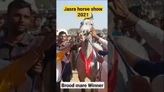 jasra horse show 2021:। Brood mare show winners।