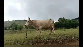 Karadeniz/Черноморский регион Турции: Hello Turkey
