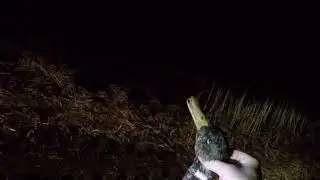 Duck hunting, evening flight 4 2017