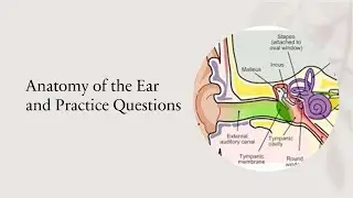 PRACTICE QUESTIONS AND REVIEW OF THE ANATOMY OF THE EAR