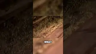 Australia’s Deadly Mouse Invasion: Millions of Mice Everywhere!