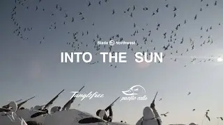 INTO THE SUN