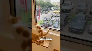 Kucing dan burung #malaysia #cat #catlover #burung #kualalumpur #cathotel #hotelkucing #setiawangsa