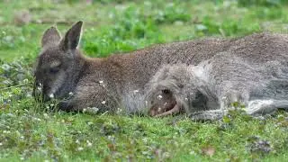 Baby wallabies