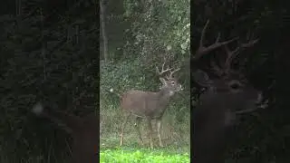 Not Only Is The Weather Heating Up But The Bucks Are Starting Too! 