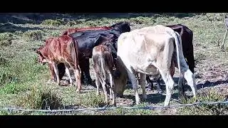Vacas Comendo mandioca e batata doce