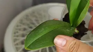 Это ЧУДО ❗ Гнилые Орхидеи МГНОВЕННО ОЖИВУТ и ВЫРАСТУТ ЖИРНЫЕ КОРНИ 🌸
