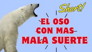 Leo, el oso con la peor suerte del mundo (o Joey?) real o fake? || Vertical