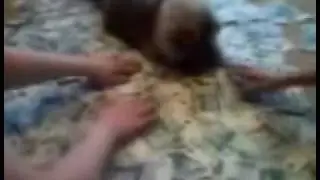 Кот - жадина (www.disecret.biz/microlab/).wmv
