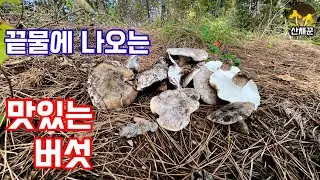 송이는 끝나가고..이제는 흰굴뚝버섯의 계절