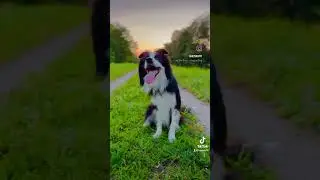 Schämt ihr euch nicht? 🐶☺️ #hunde #bordercollie