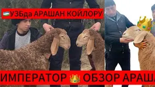 На оценку АРАШАН ПАРОДА Хозяйства ,,ТУРАН’’ насилдор 🐏чорваси хозяин ИСЛАМ ЭРГАШЕВ +99899 654 87 77