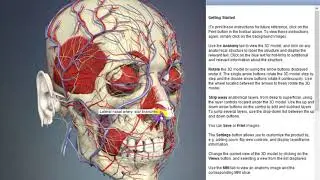 Lateral nasal artery: alar branches | Arteries of head and neck | 3D Human Anatomy | Organs