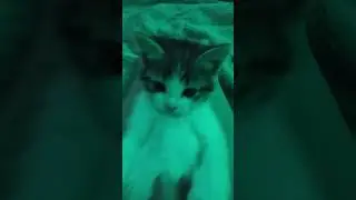 котики сладкие животики