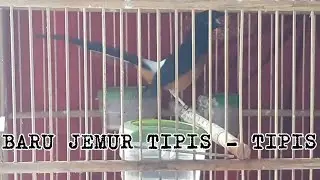 Murai Batu Pastol Bongkar isian Cucak Cungkok ( Purnama Jr )
