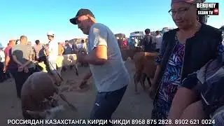 БЕРУНИЙ УЖАК СИГИР БОЗОРИ 2-КИСМ 09.07.2023