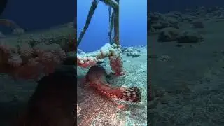 Живой "динозавр" - пятнистый плоскоголов #дайвинг #diving #travel #динозавры #интересныефакты
