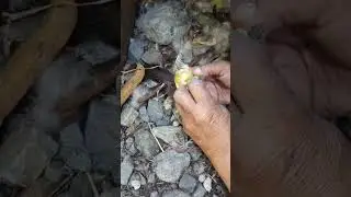 Patito naciendo #nacimiento #patito