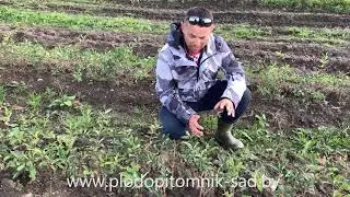 🌱 ЖИМОЛОСТЬ СЪЕДОБНАЯ 🌱 ВАЖНЫЕ ПРАВИЛА покупки и посадки осенью саженцев жимолости 😎