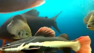 Брачние игри астронотусов в акваріумі с хижаками
