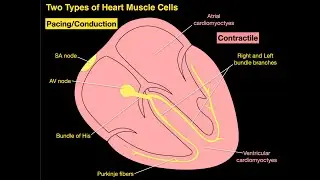 Two Types of Heart Muscle Cells