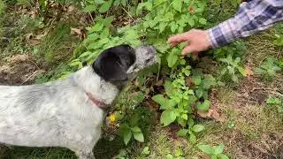 Yummy Blackberries