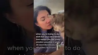 Tender Cat Love