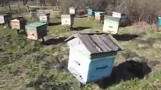 Весна.конец апреля 2020г. на стационарной своей пасеке