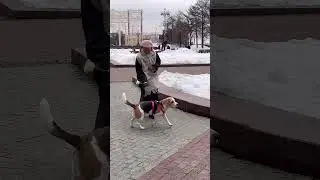Хотели бы встретить такого кавалера?)
