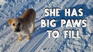 Remote Alaska Vlog - A New Puppy - Adding to the Family