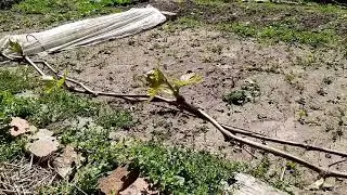 Первая профилактическая обработка виноградника