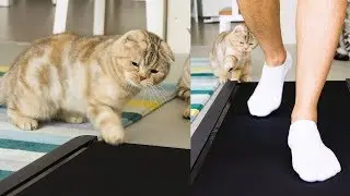 Как коты справляются с беговой дорожкой