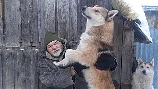 Answers to questions Hunting dogs Hunter's stories